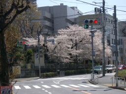 恵比寿南の桜